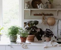 Fyll ditt hem med växter